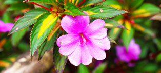 自动记忆习惯的ddos压力测试网页端